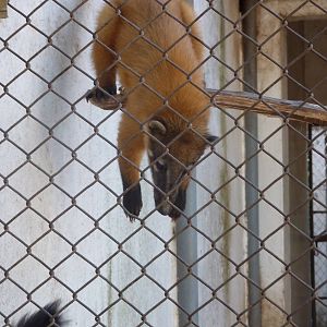 Ring-tailed coati