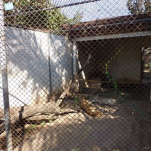 Jaguar cage