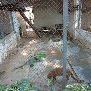 Jaguarundi cage