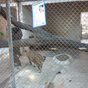 Jaguar cage