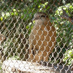 Yellow-headed caracara