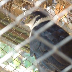 Collared forest falcon