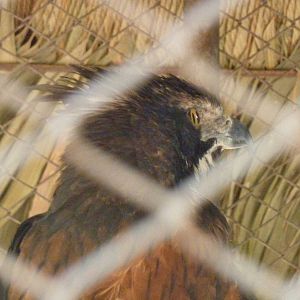 Black-and-chestnut eagle