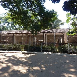 Row of carnivore cages