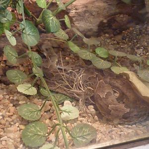 Wagler's snake
