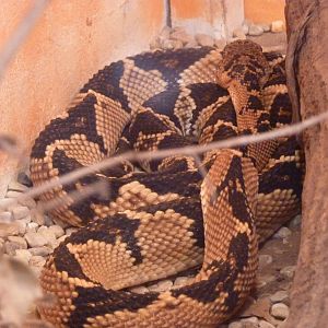 South American bushmaster