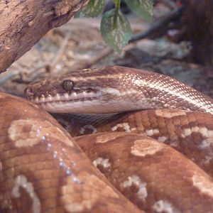 Colombian rainbow boa