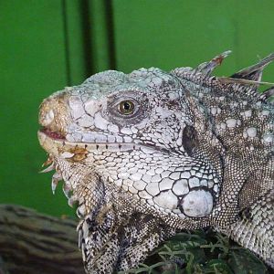 Green iguana