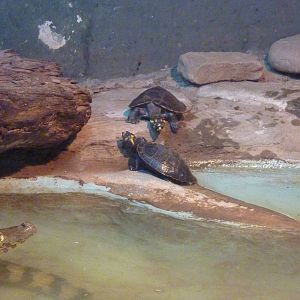 Yellow-spotted river turtles (+caiman)