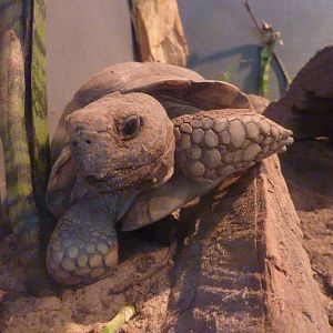 Chaco tortoise