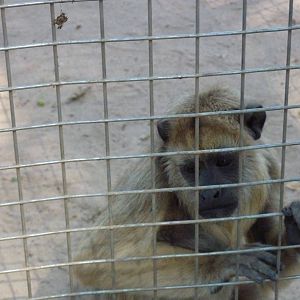 Brown howler monkey