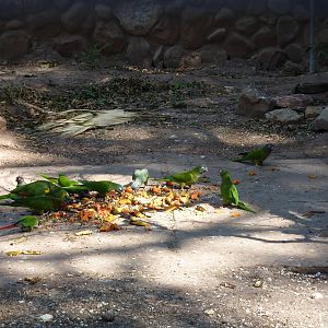 New walkthrough aviary