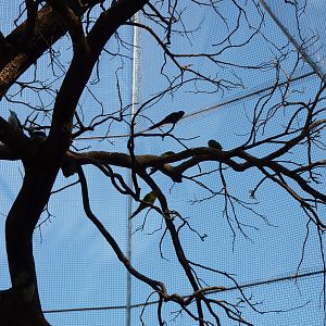 New walkthrough aviary