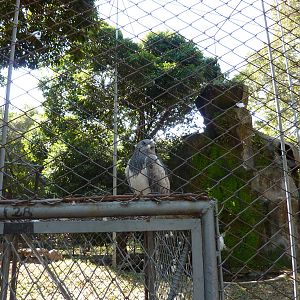 Black-chested buzzard-eagle