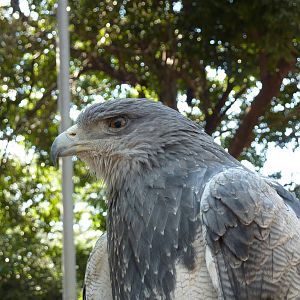 Black-chested buzzard-eagle