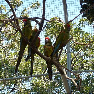 New walkthrough aviary