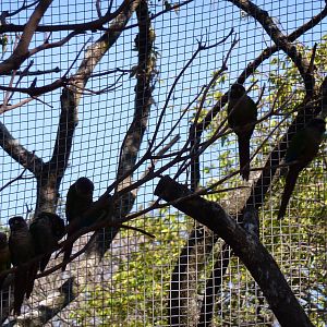 New walkthrough aviary