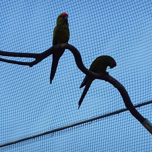 New walkthrough aviary