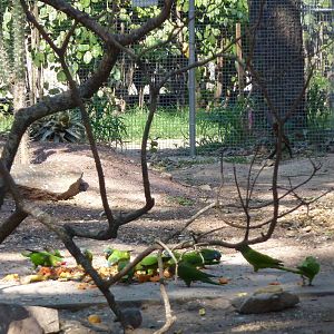 New walkthrough aviary