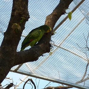 New walkthrough aviary