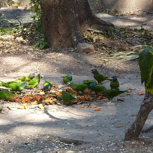 New walkthrough aviary