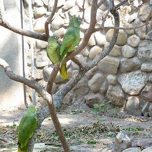 New walkthrough aviary