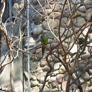 New walkthrough aviary