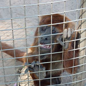 Bolivian red howler monkey