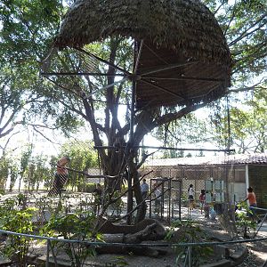 Mixed-species aviary