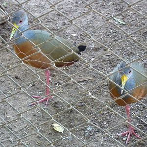 Grey-necked wood rails