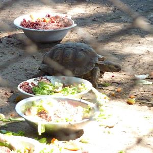 Chaco tortoise