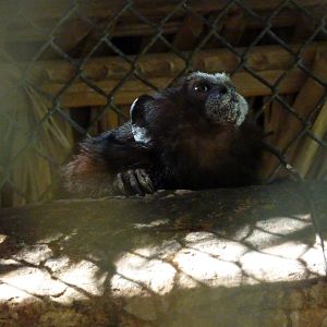 Saddleback tamarin
