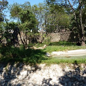 Spectacled bear exhibit