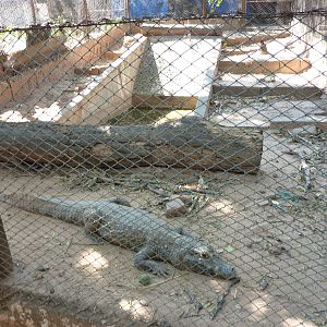 Caiman enclosure