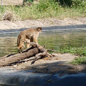 Capuchin on monkey island