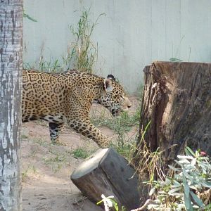 Jaguar