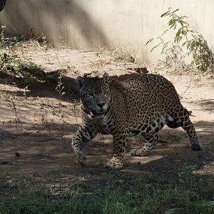Jaguar