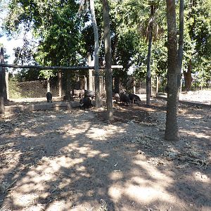 White-lipped peccary enclosure