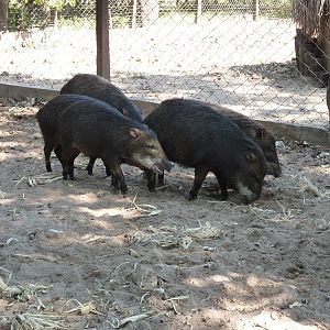 White-lipped peccary