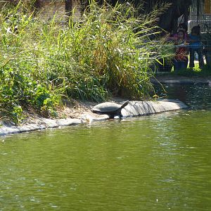 Turtle on monkey island