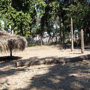 Collared peccary enclosure