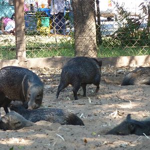 Collared peccary