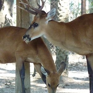 Marsh deer