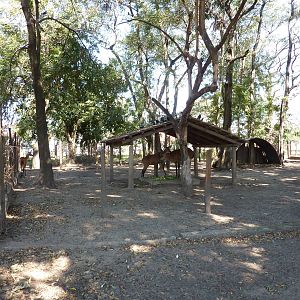 Marsh deer enclosure
