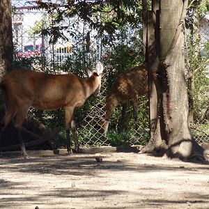 Marsh deer