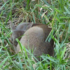 Grey brocket deer fawn