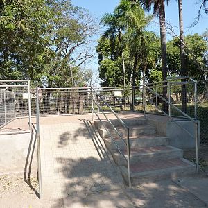 Grey brocket deer viewing platform
