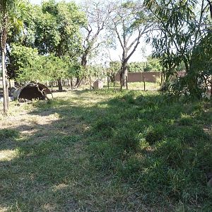 Grey brocket deer enclosure
