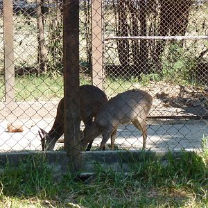 Grey brocket deer