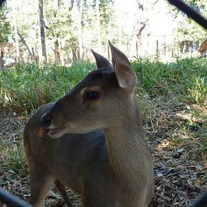Grey brocket deer